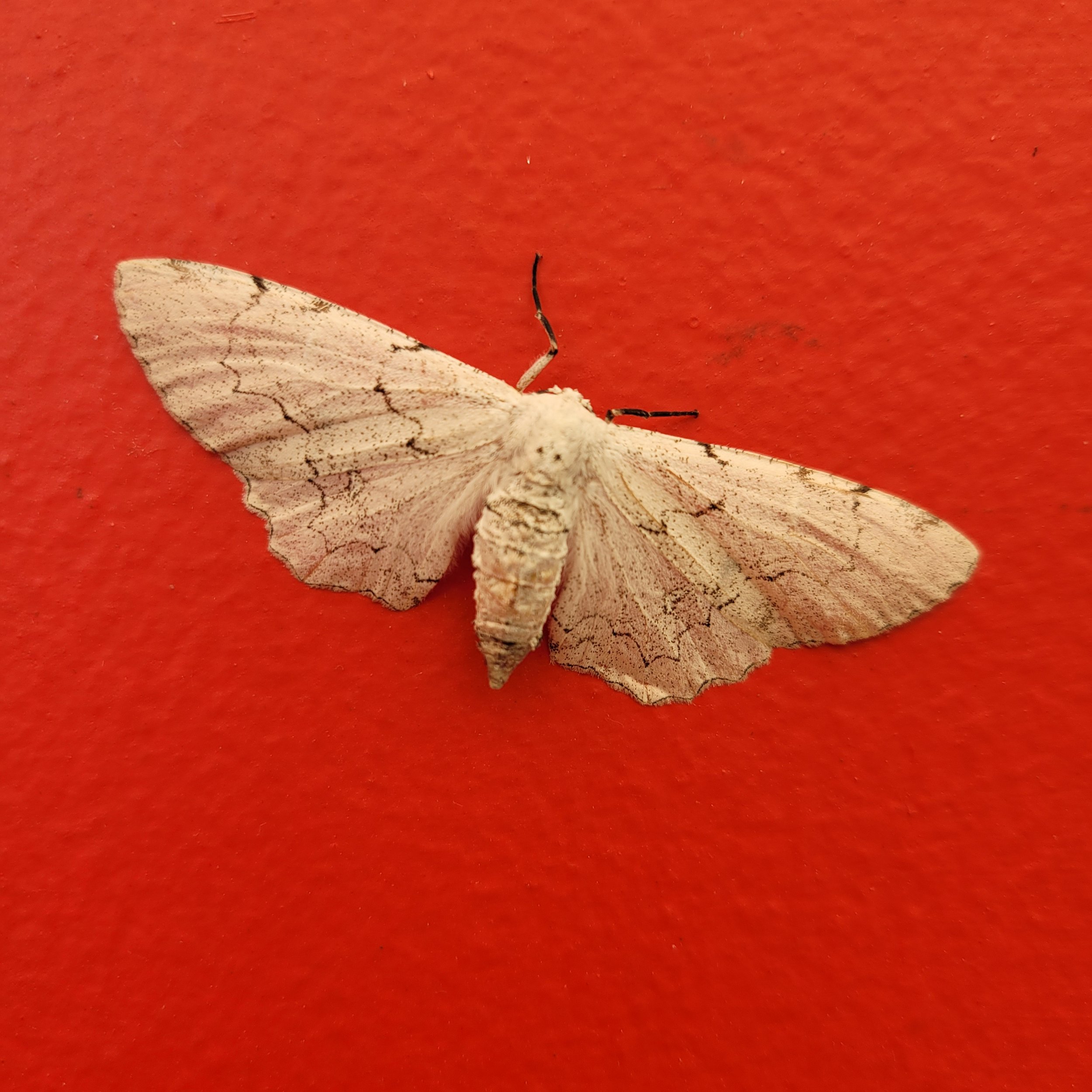 Metamorphosis