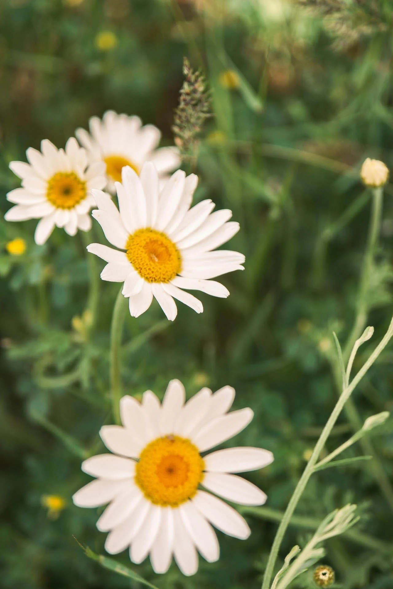 EFT Tapping vs. Traditional Talk Therapy: Understanding the Differences