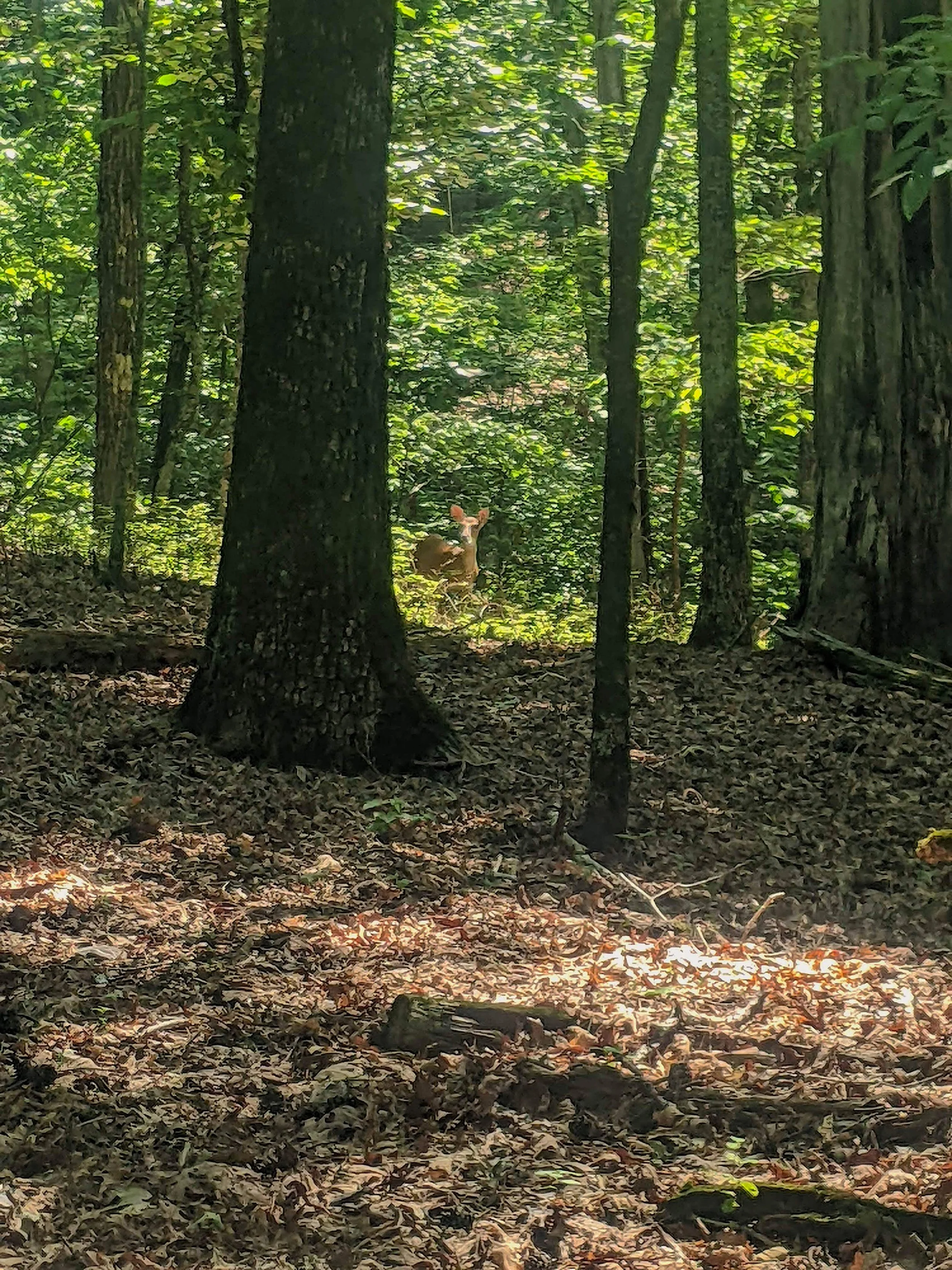 Hot Springs National Park