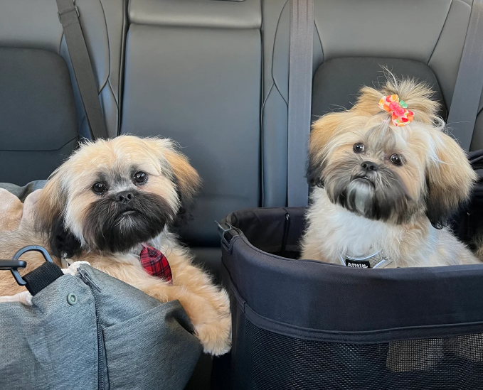 Two small dogs sitting in a car's back seat, one with a red and black collar looking at the camera, and the other with a pink bow in its hair sitting in a pet carrier.