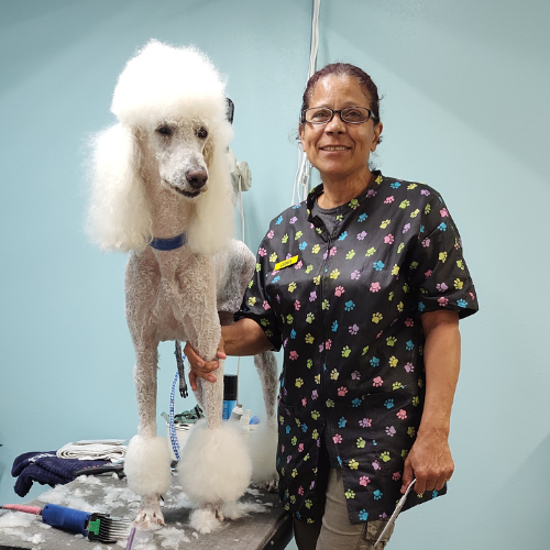 A smiling woman in a black scrubs with colorful paw prints holding a groomed poodle on a grooming table in a pet grooming salon.