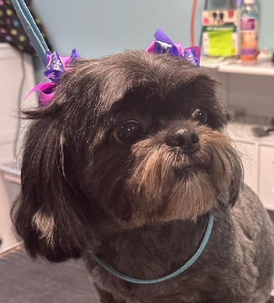 A small dog with dark fur and a slightly fluffy face wearing purple and pink bows on its head.