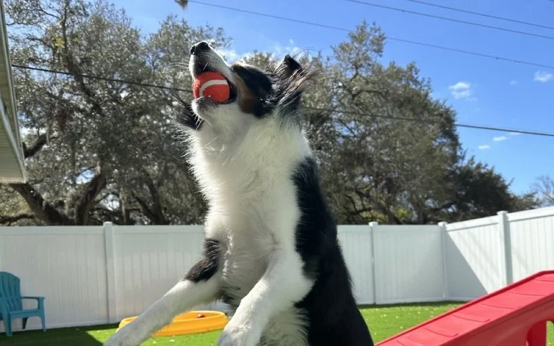 Dog catching a ball in its mouth in backyard with a white fence and blue sky.
