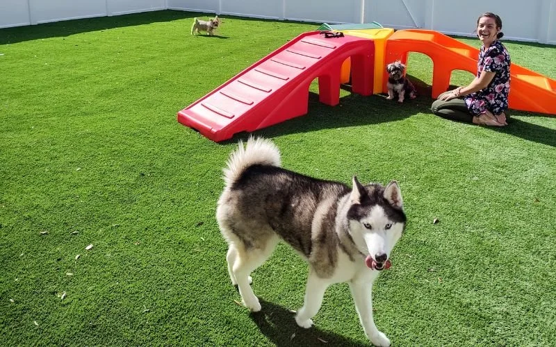 A girl sitting on the grass in a backyard, surrounded by two dogs and a small slide.