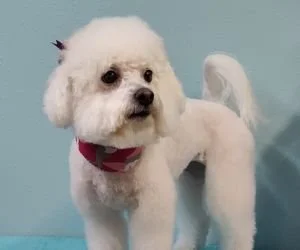 Small white dog with a red collar standing on a light blue surface