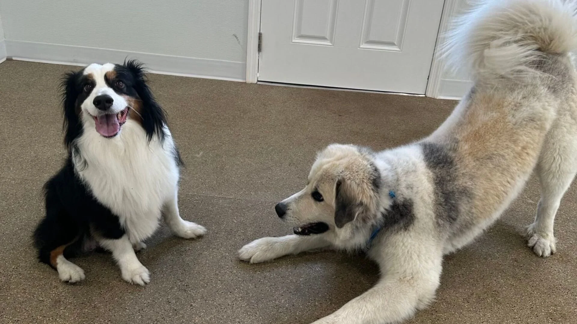 Two dogs, one sitting and smiling with an open mouth and tongue out, the other lying down stretching with a neutral expression, on a beige carpeted floor in front of a white door.