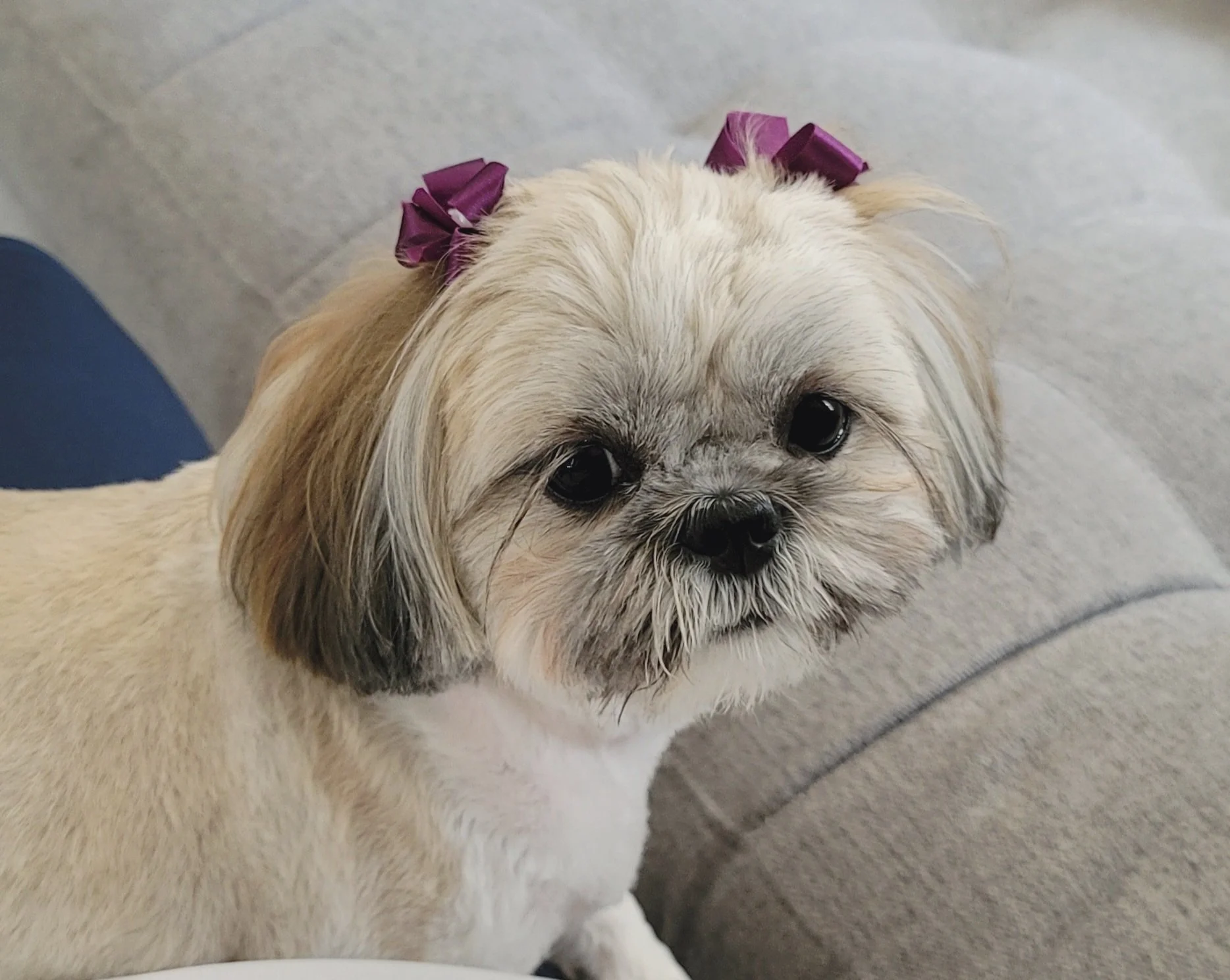 A small beige and white dog with dark eyes and a black nose, wearing two purple bows on its head, sitting on a gray sofa.