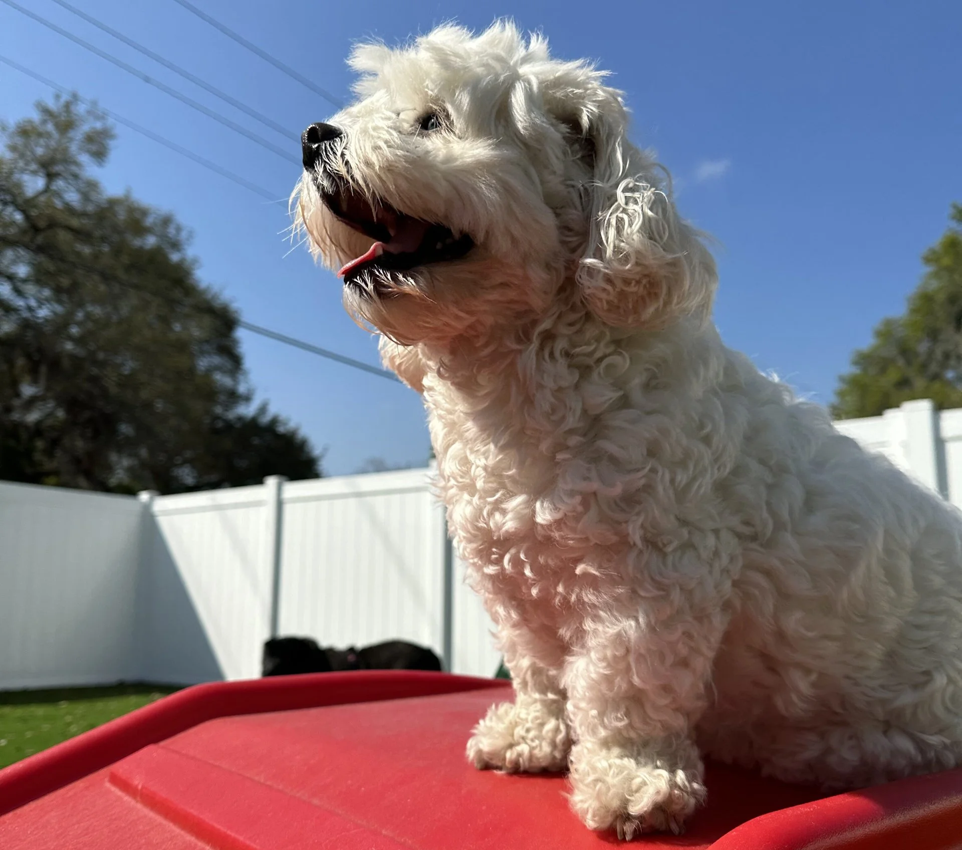 A fluffy white puppy with curly fur sitting on a red surface outdoors, with a white fence, green grass, trees, and a blue sky in the background.