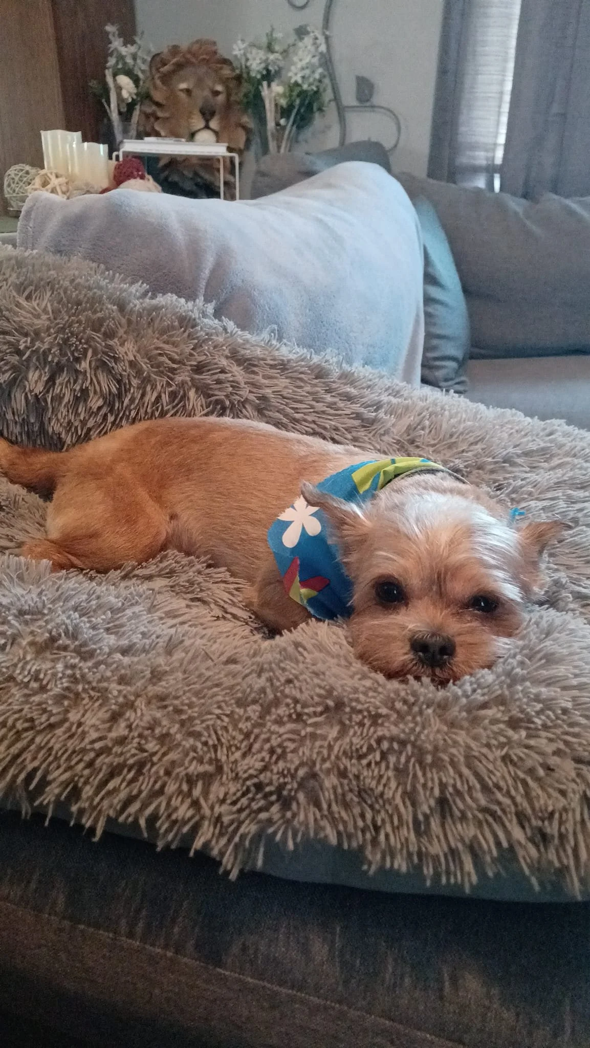 A small dog with a colorful bandana lying on a cozy, furry blanket in a living room. In the background, a lion statue and floral decorations are visible.
