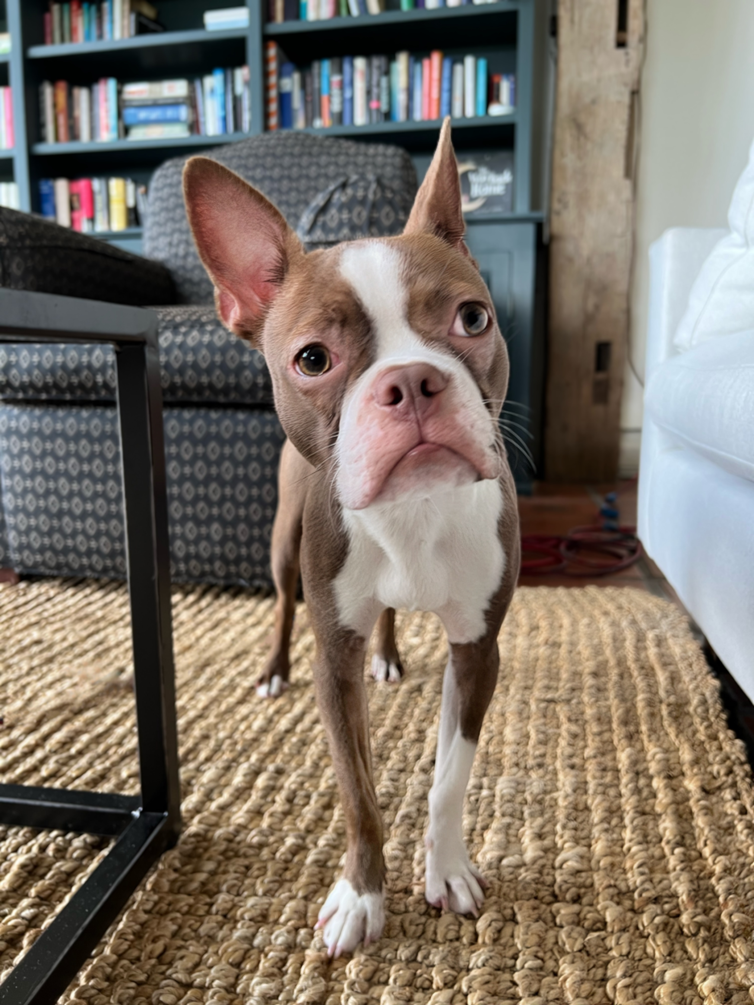 A close-up of a tan and white Boston Terrier puppy standing on a woven rug inside a living room. The puppy has one ear upright and the other flopped down, with a curious expression.