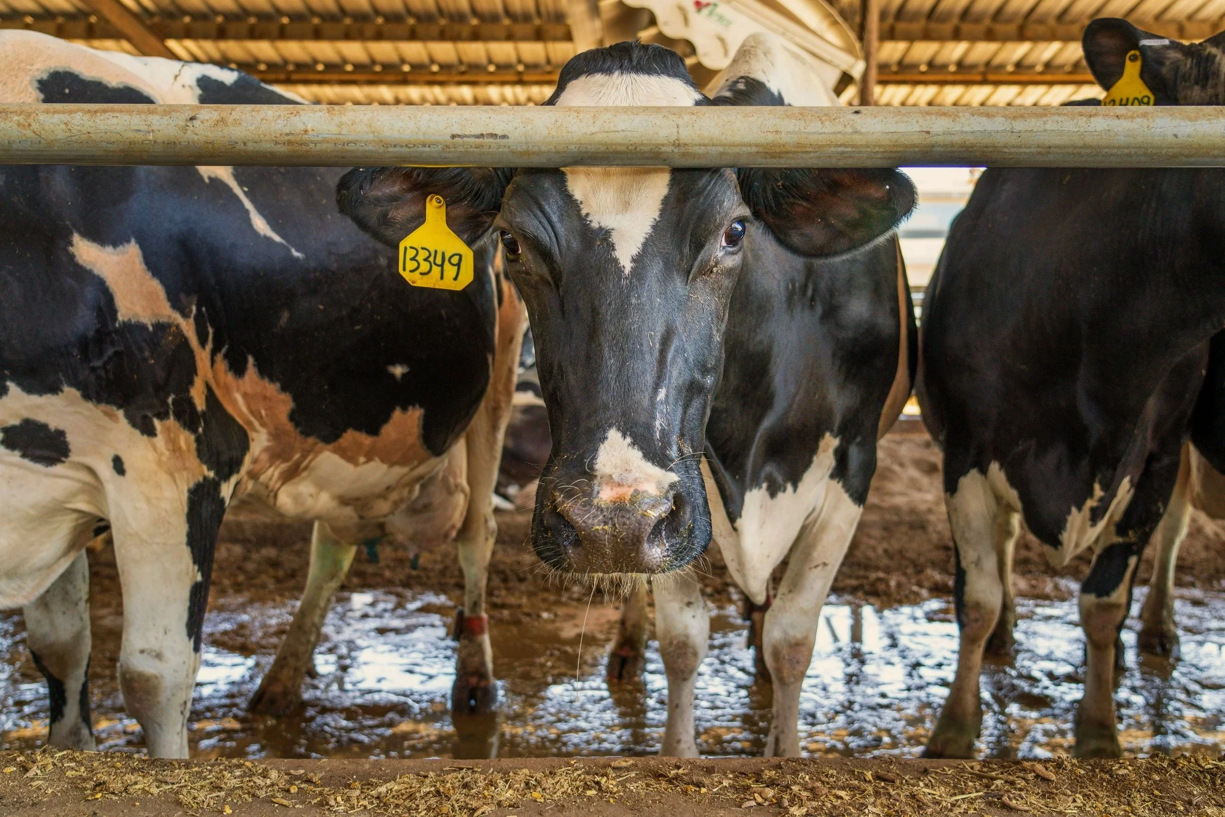 Close-up of a black and white Holstein cow with a yellow ear tag numbered 13349, standing behind a metal railing in a barn.