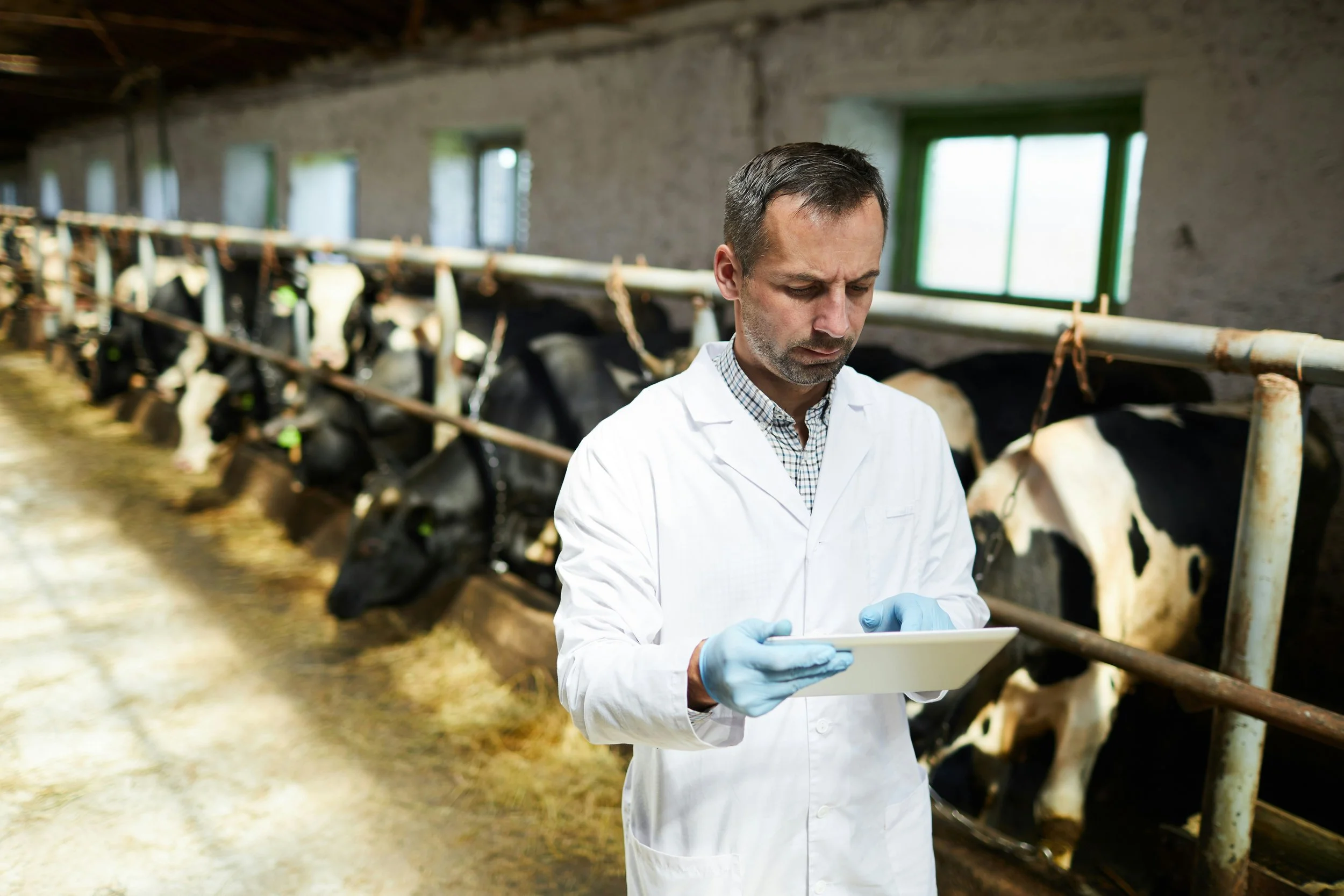 A veterinarian in a white coat and blue gloves checks information on a tablet while standing in a barn with black and white Holstein cows.