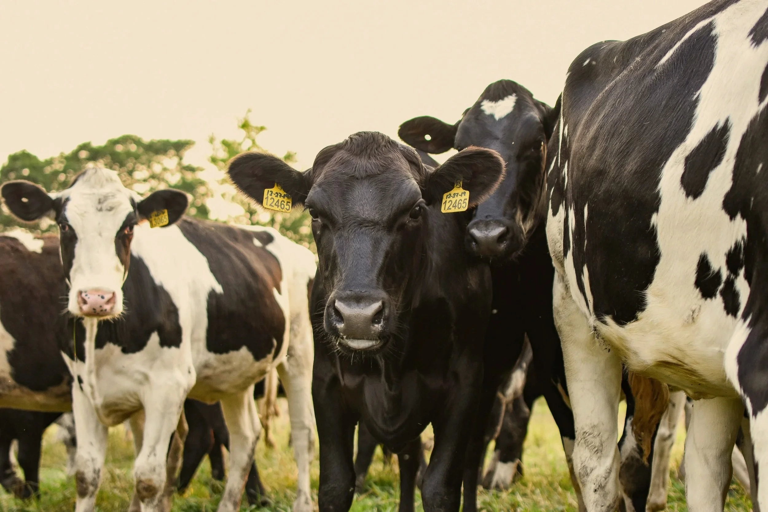 Group of calves on a farm, some black and white and some solid black, standing on grass with trees in the background.