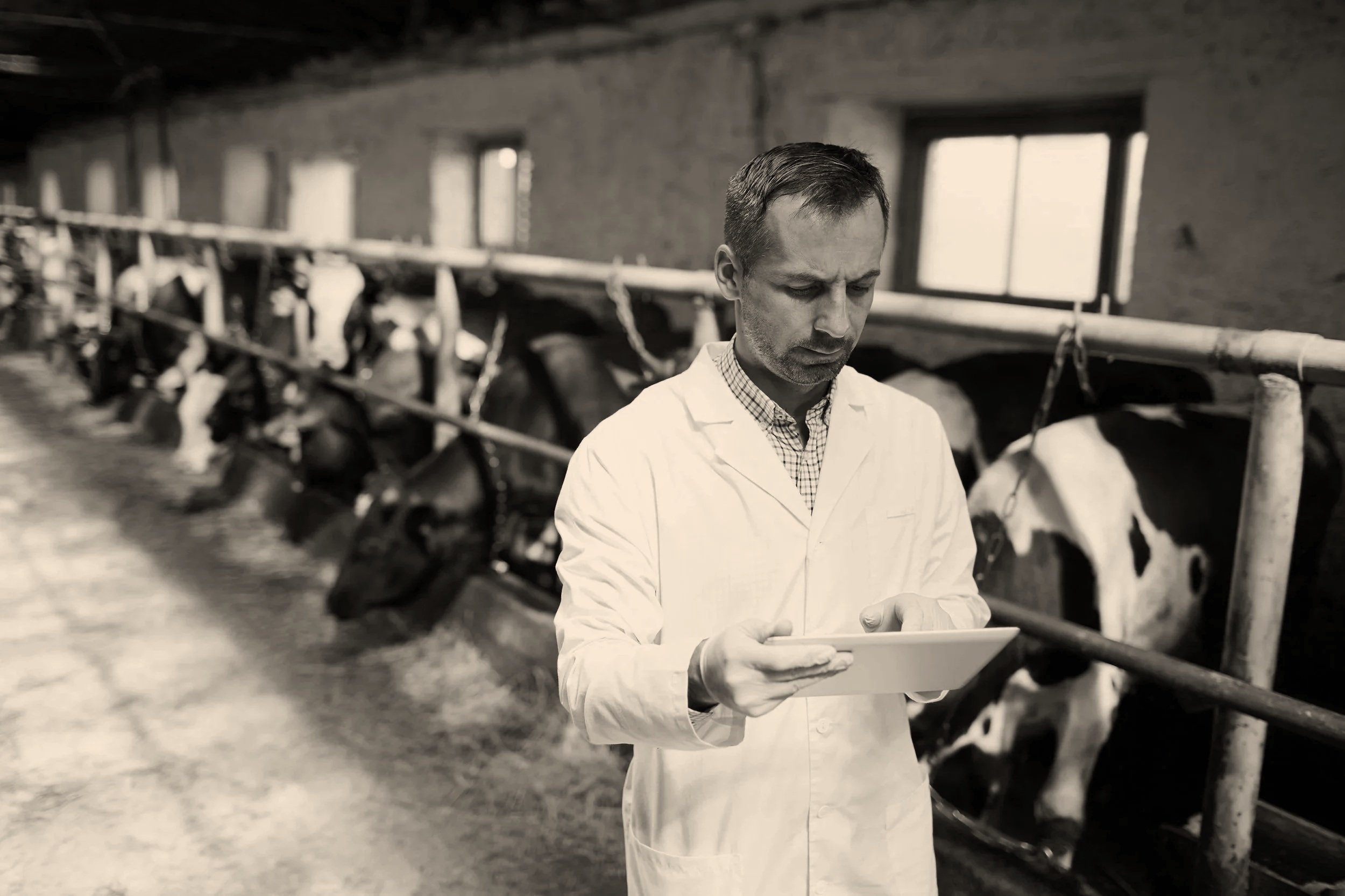 A man in a white lab coat holding a tablet while standing in a cow barn.