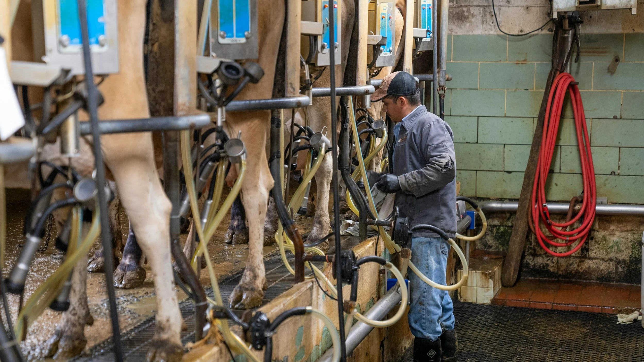 Farmer milking cows in a barn with specialized milking equipment.
