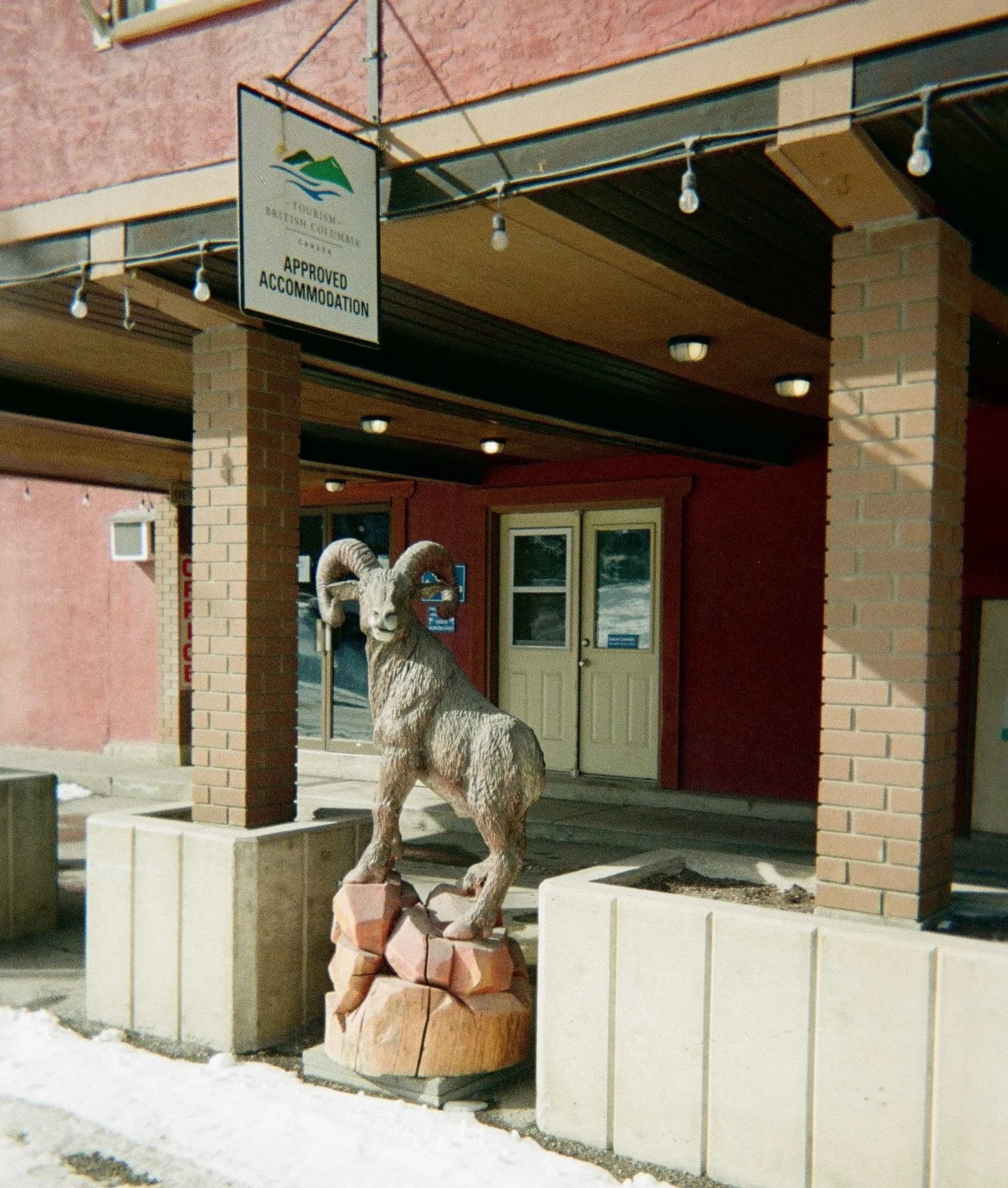 An easy welcome by our local mountain goat. 🐐

@fernielogcarver