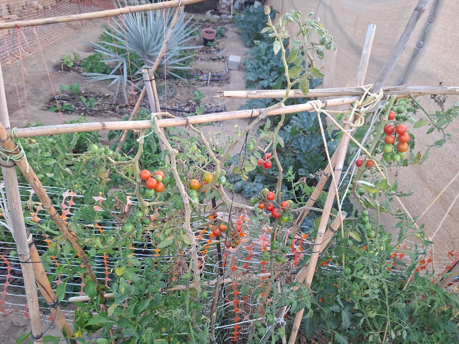 Huerto Mejibo, Todos Santos3.JPG