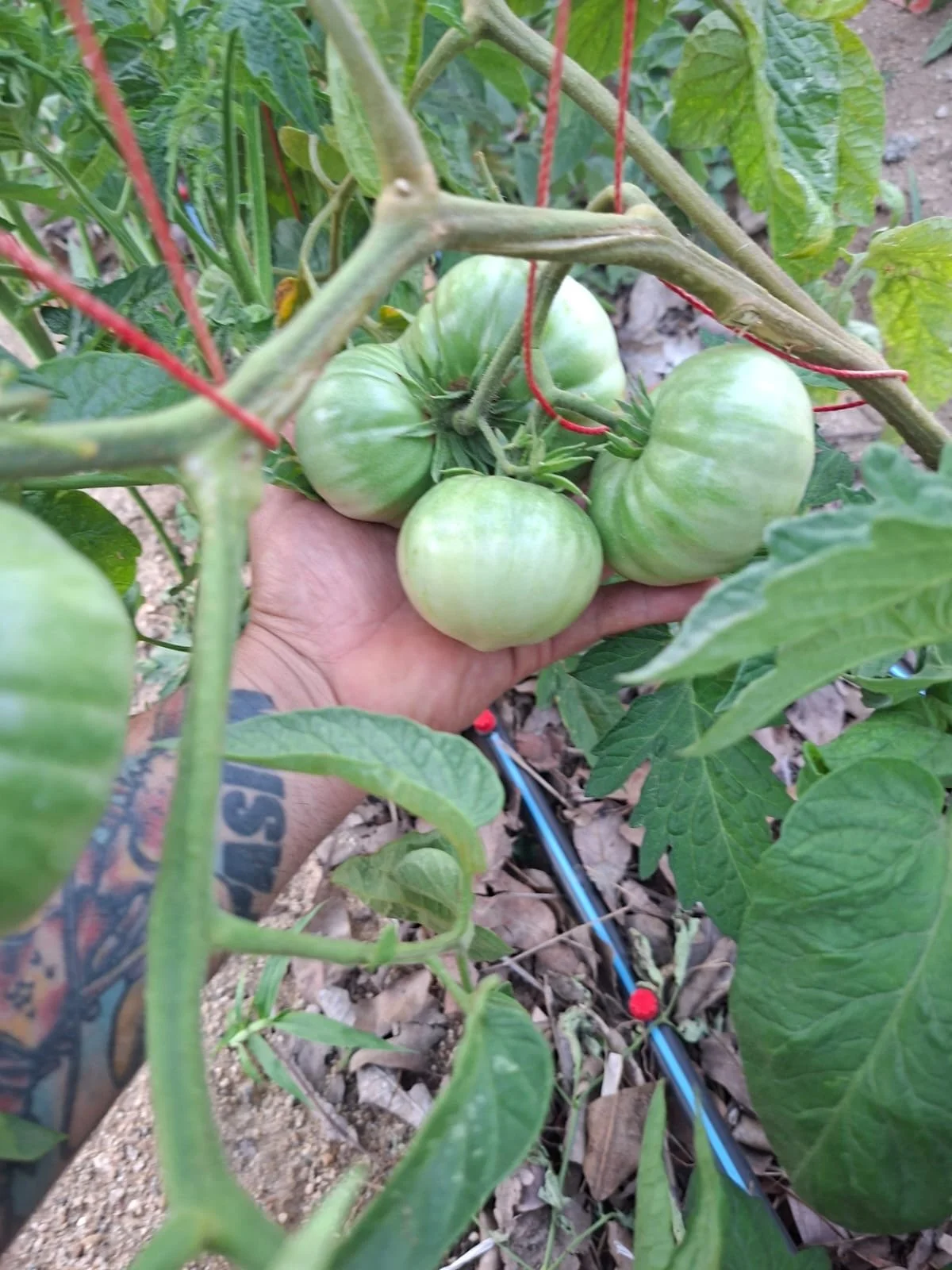Huerto Mejibo, Todos Santos6.JPG
