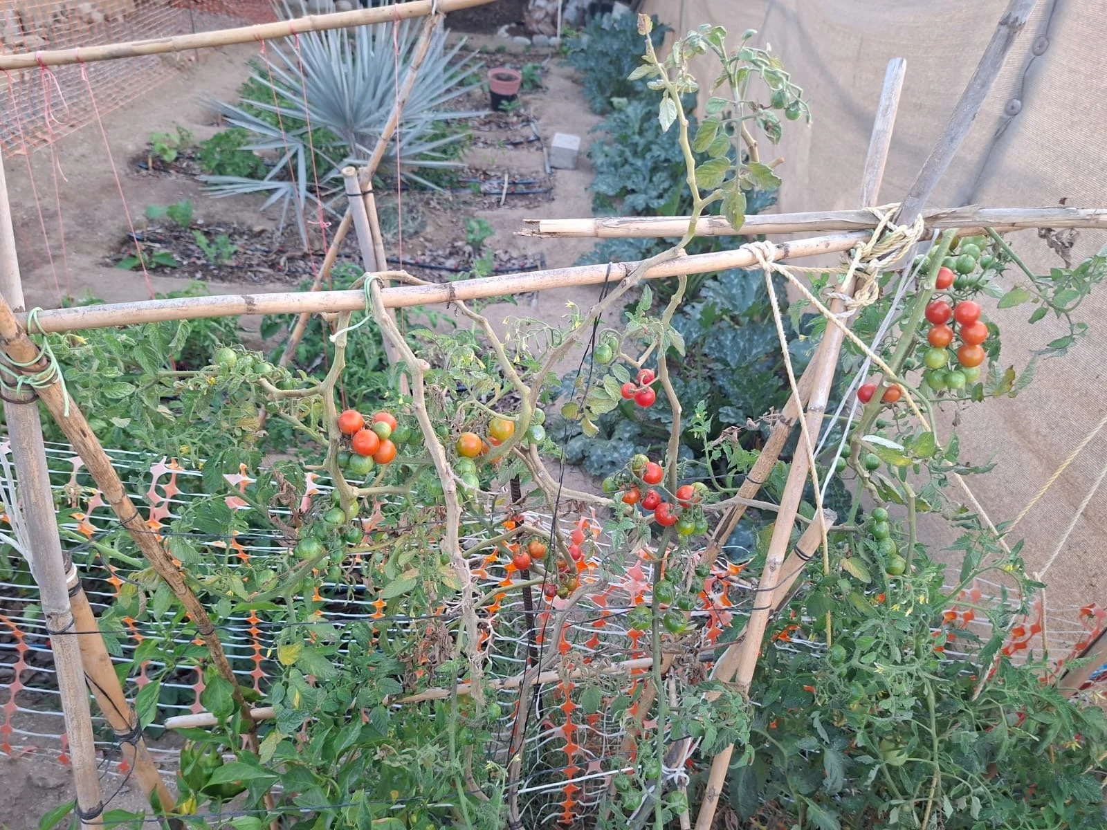 Sustainability at Mejibó: A More Conscious Way of Cooking in Todos Santos