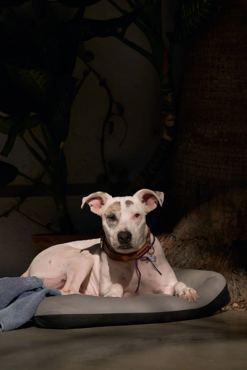 We are pet friendly!