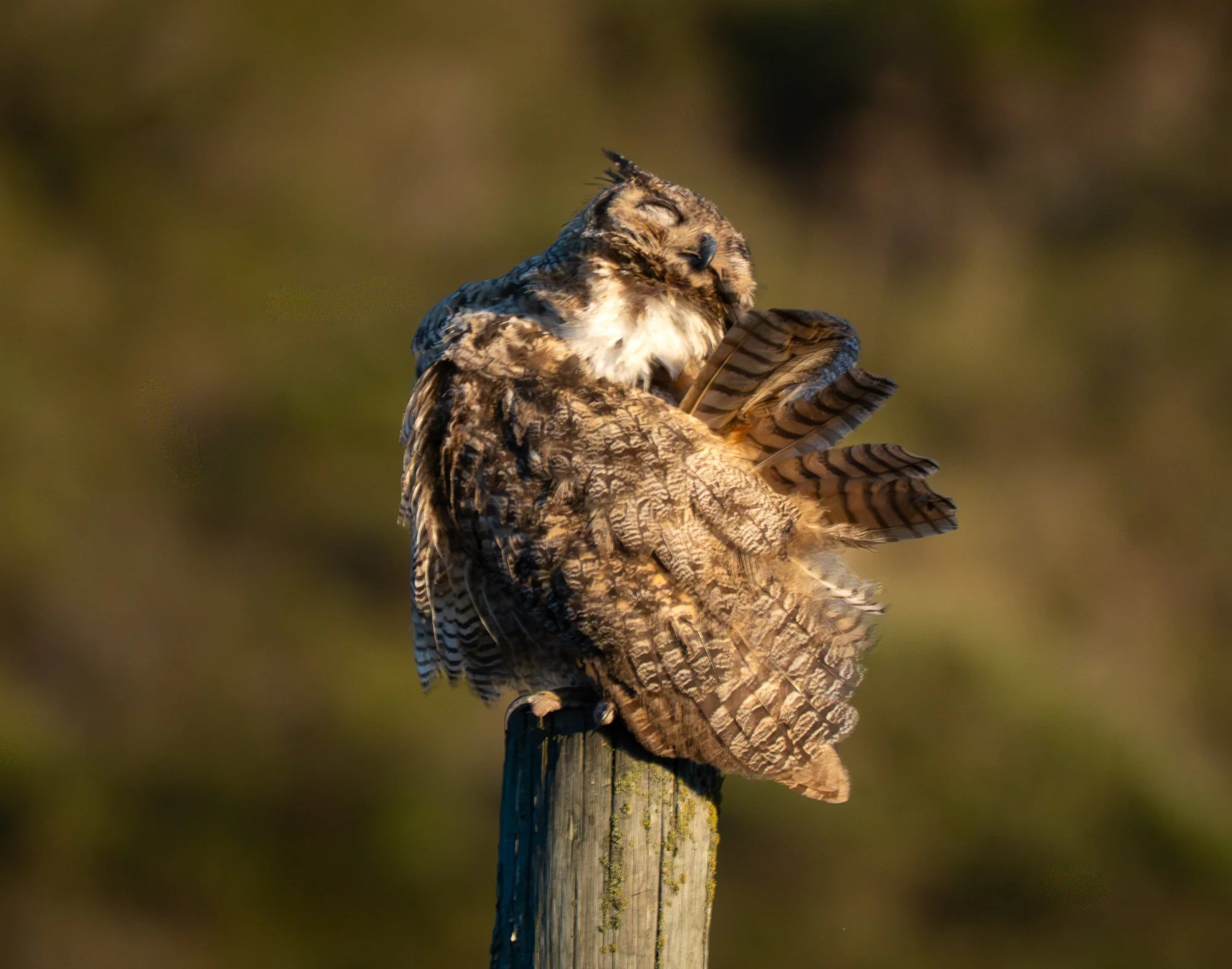Owls