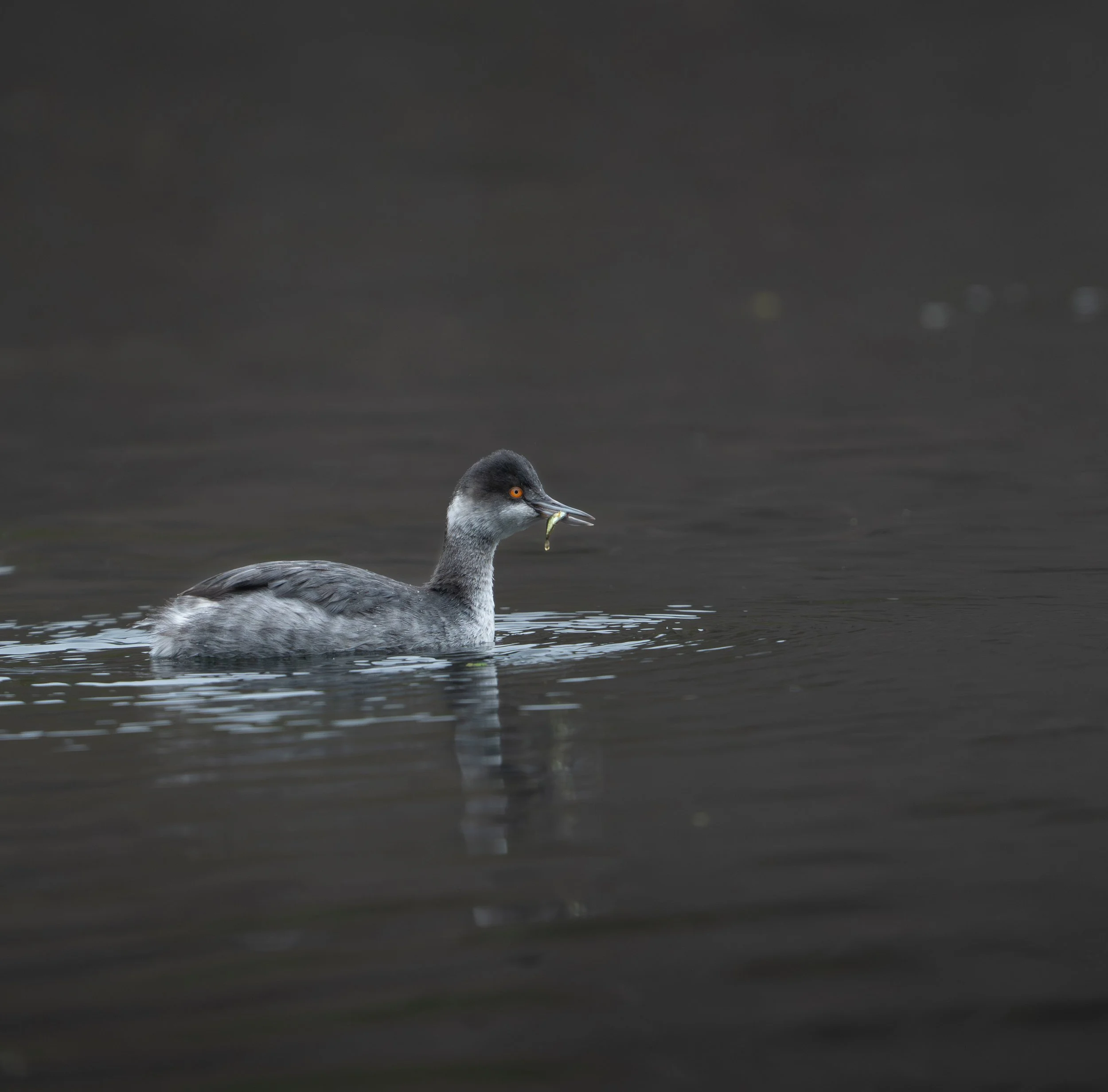 CR_Website_26_eared grebe.jpg