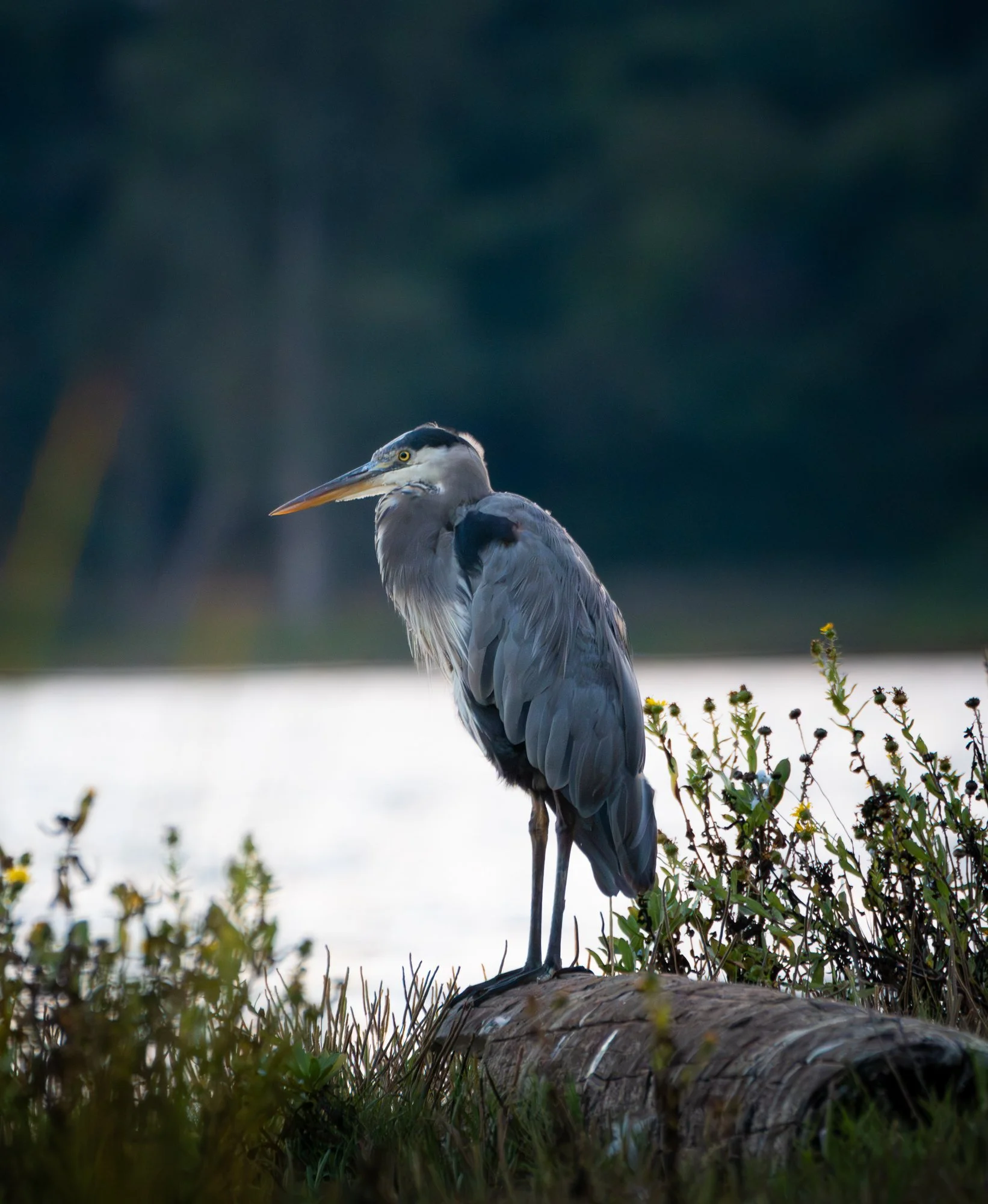 ColeRidges_Website_Blue heron-2 (1).jpg