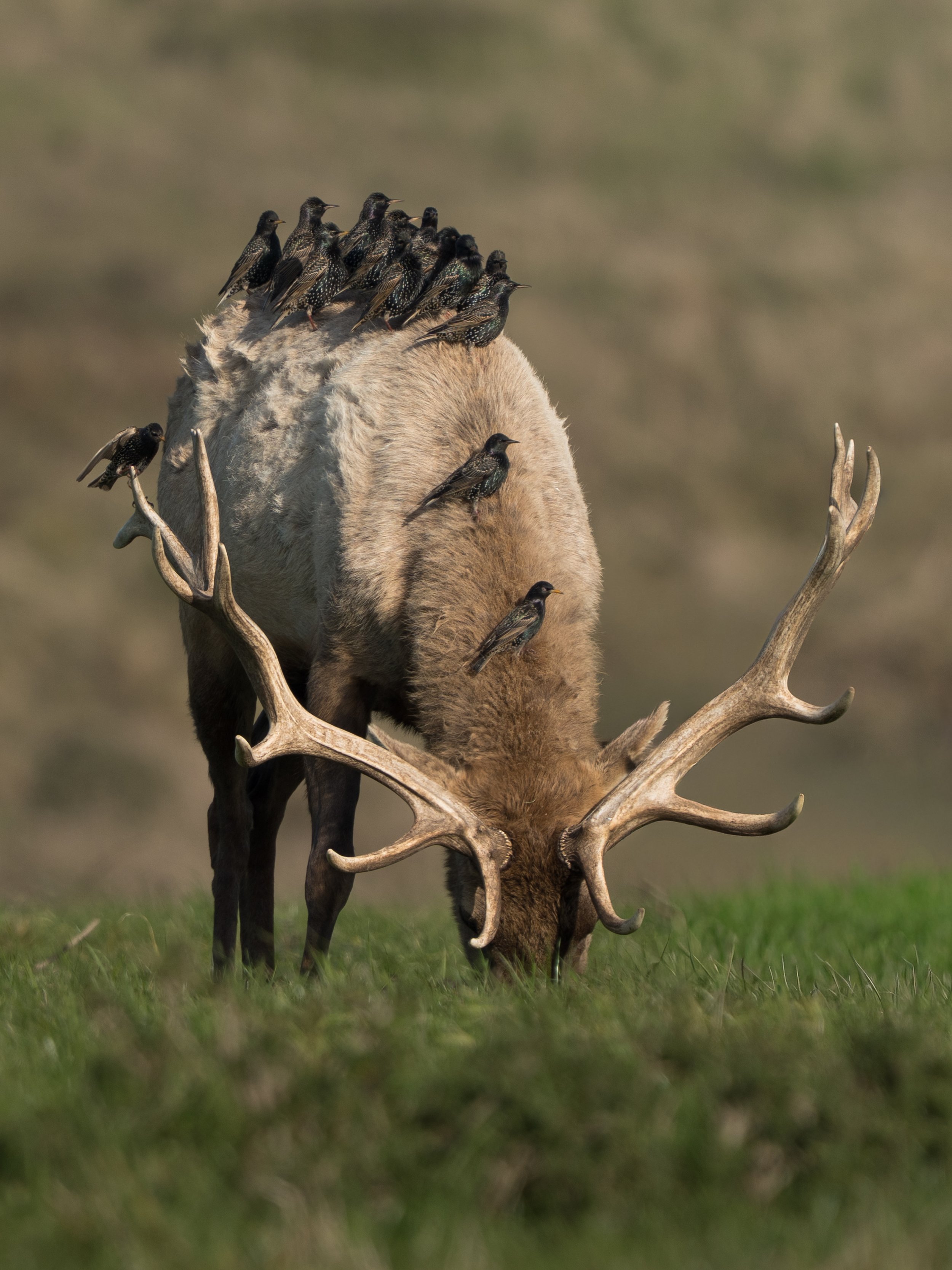 elk.jpg