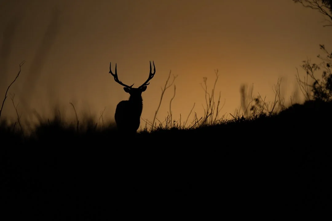 Tule Elk.jpg