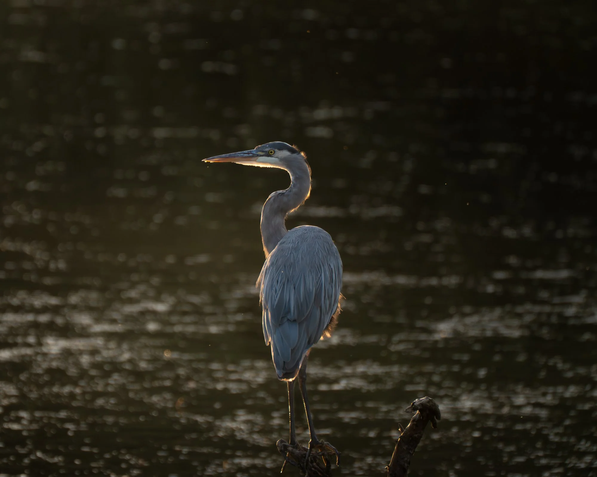 ColeRidges_Website_Blue heron (1).jpg