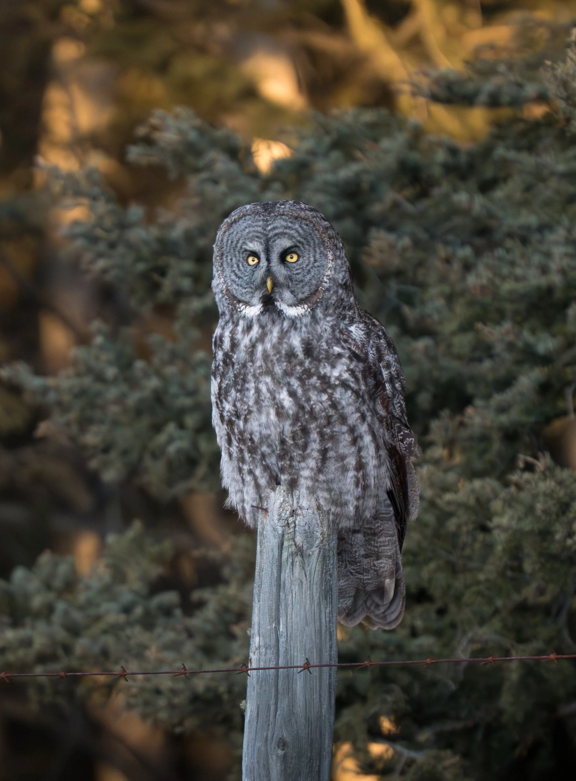Owl Popsicle