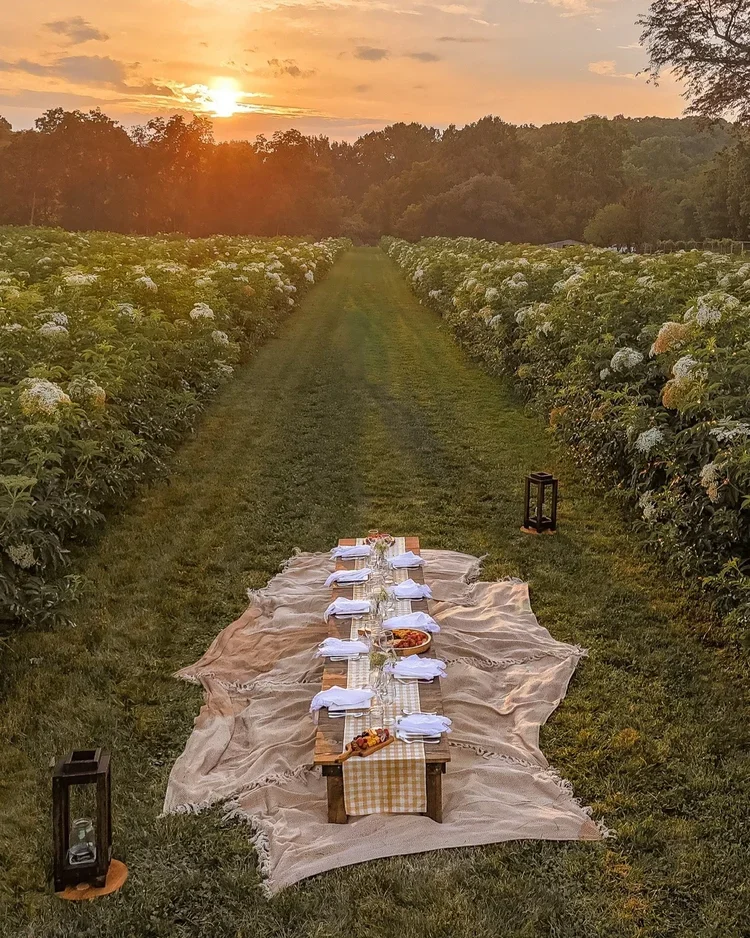 A picnic setup in an elderflower field during sunset, with tables and food arranged on a long cloth, surrounded by flowering bushes and lanterns.