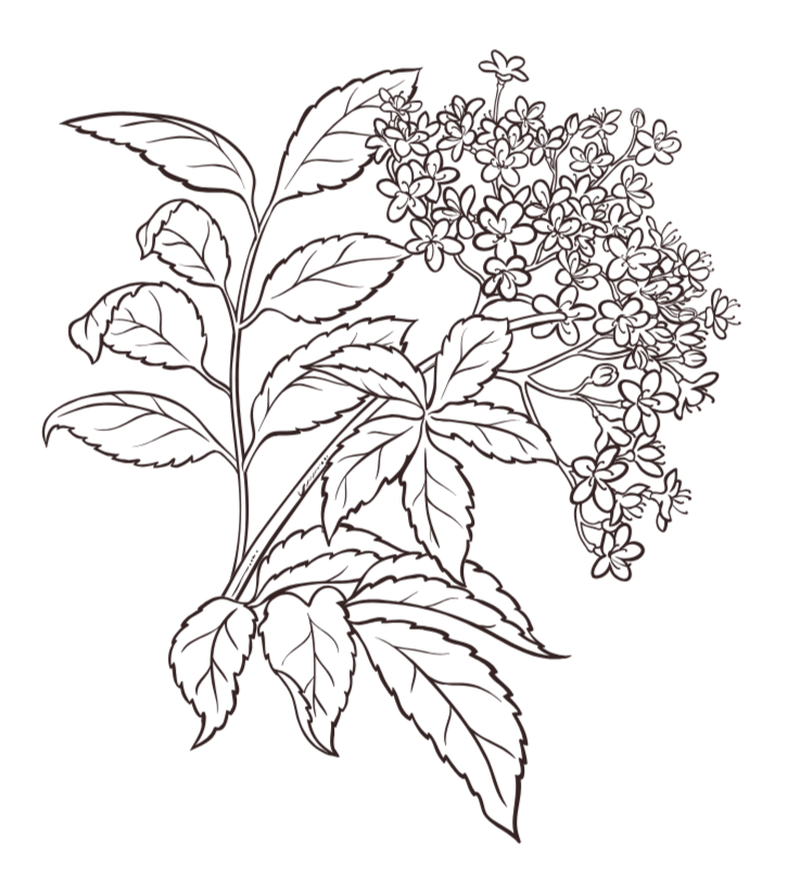 Black and white illustration of a flowering elderberry plant.