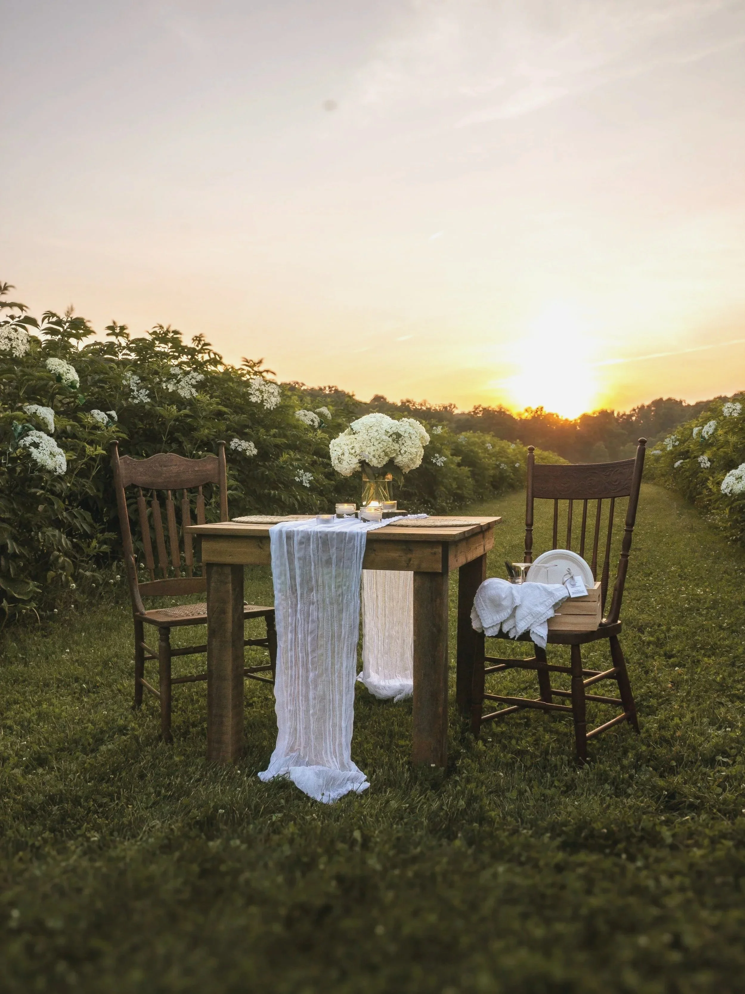 Romantic picnic setting in elderflower field