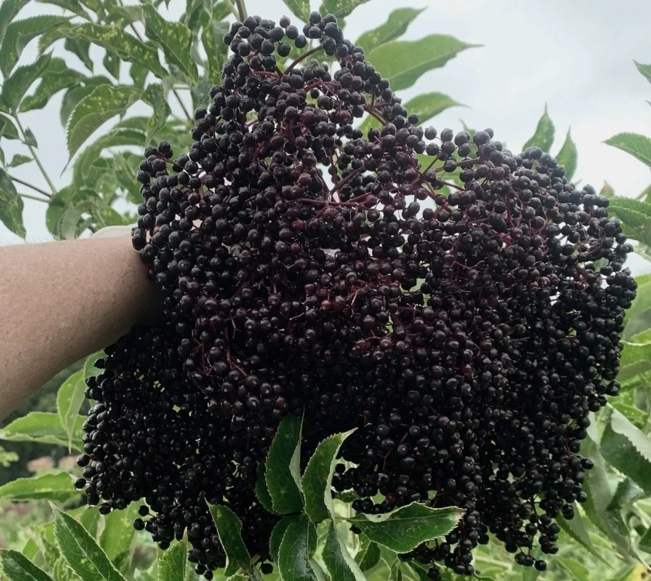 Large cluster of ripe American elderberries