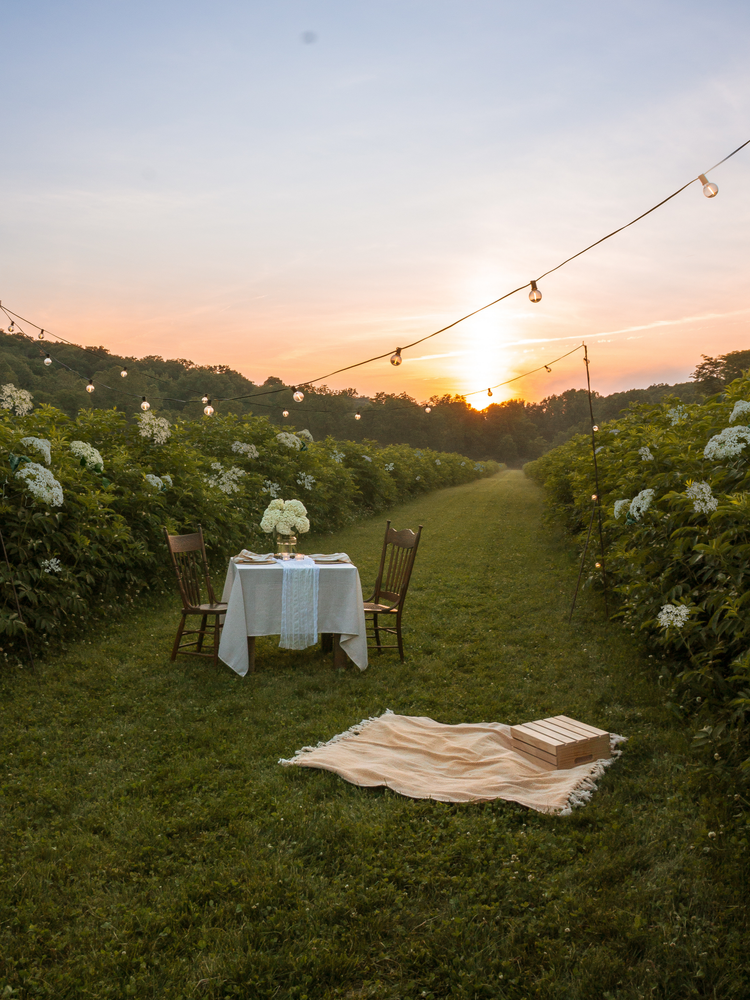 A romantic outdoor dining setup in an elderberry field during sunset, with a table for two decorated with flowers, string lights overhead, and a picnic blanket on the grass.