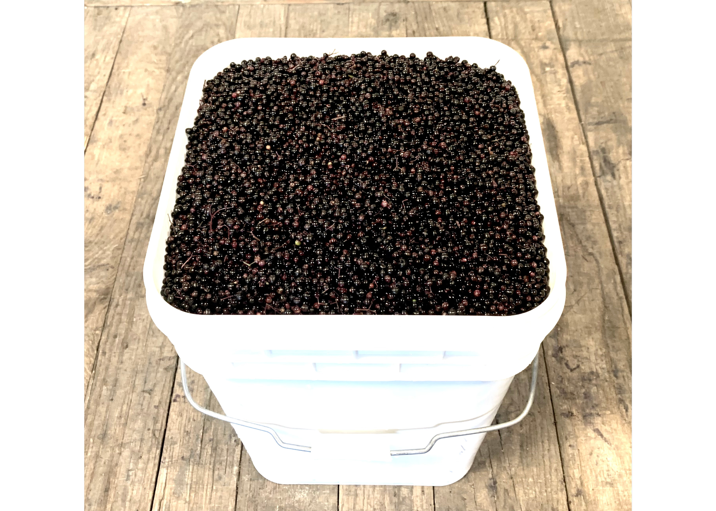 Bucket of fresh-frozen American elderberries