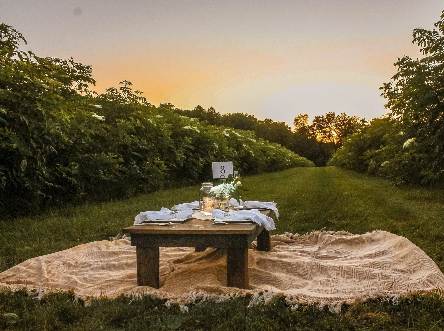 Blanket picnic in elderflower field