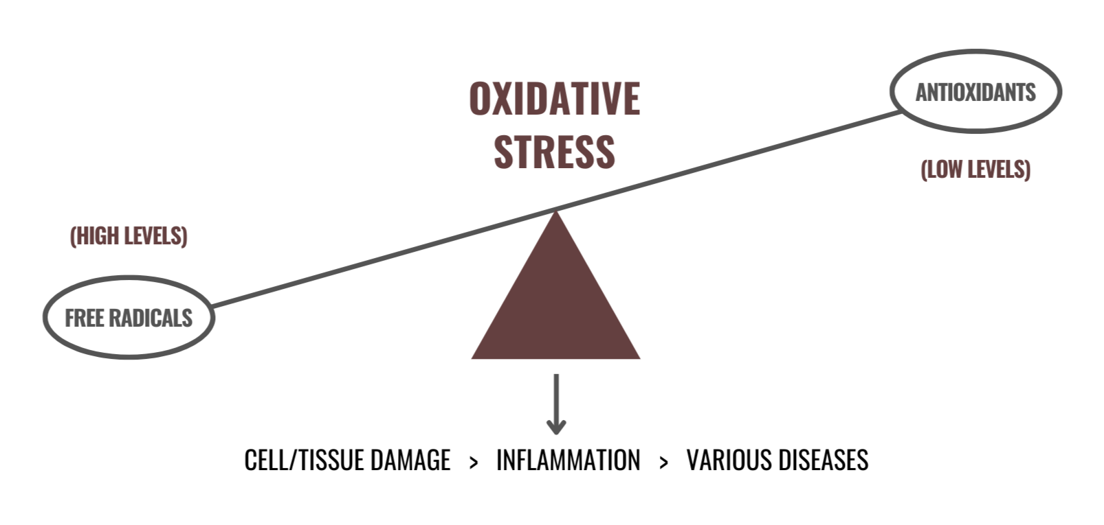 Elderberry fights oxidative stress