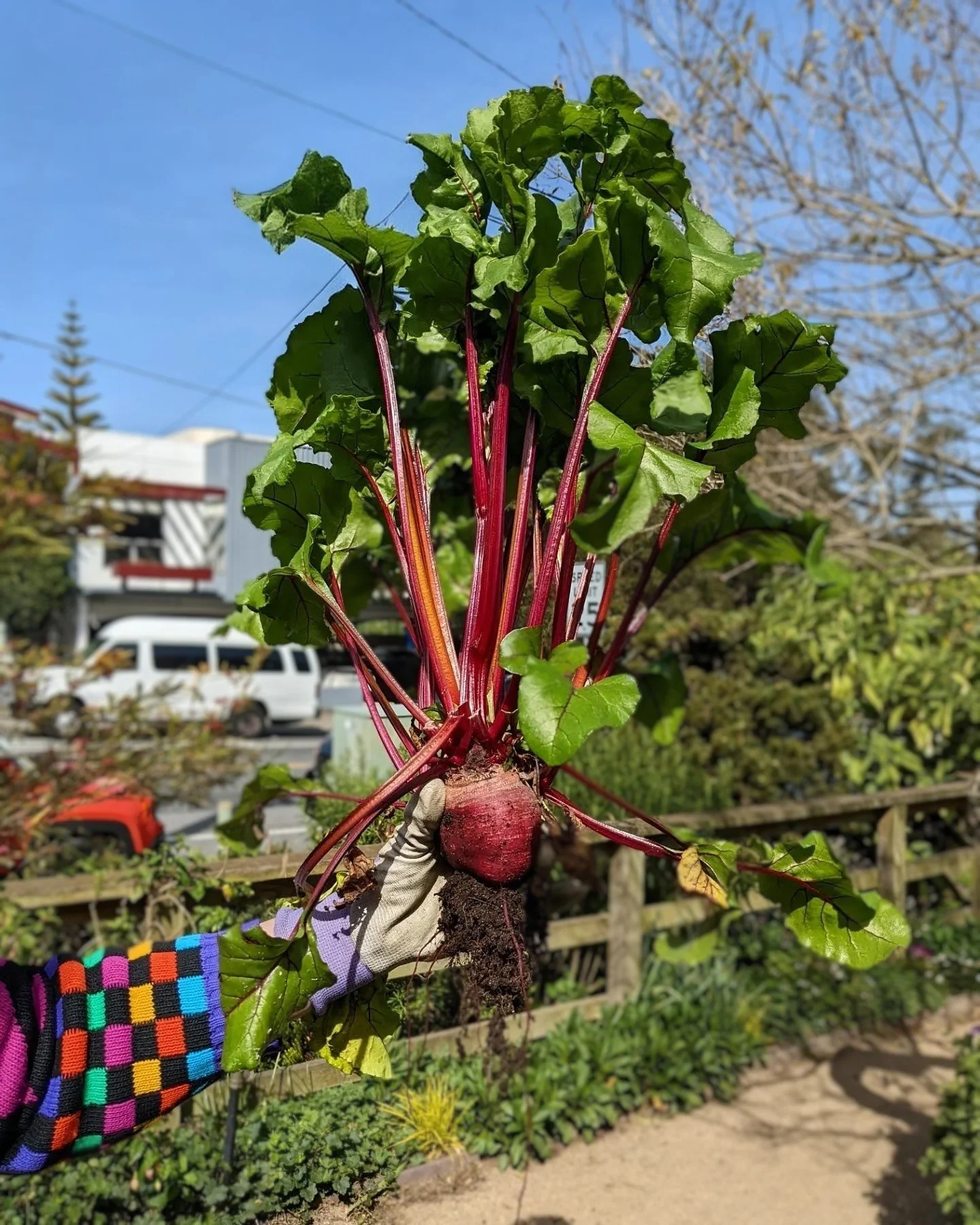Person holding a freshly harvested bunch of Swiss chard with large green leaves and red stems in an outdoor garden on a sunny day.
