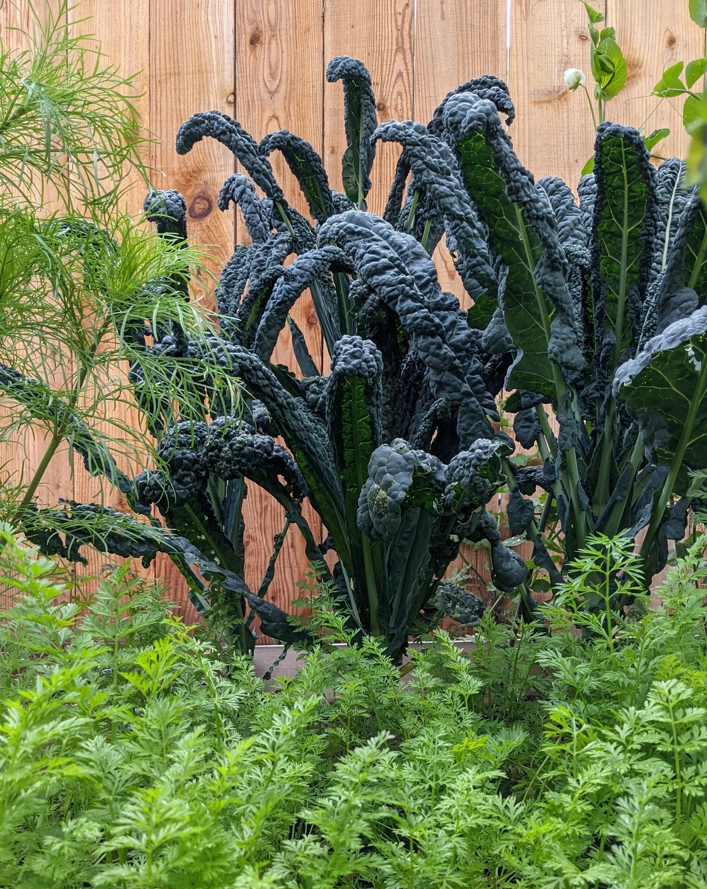 Tall dark green and black kale plants growing in front of a wooden fence with lush green herbs in the foreground.