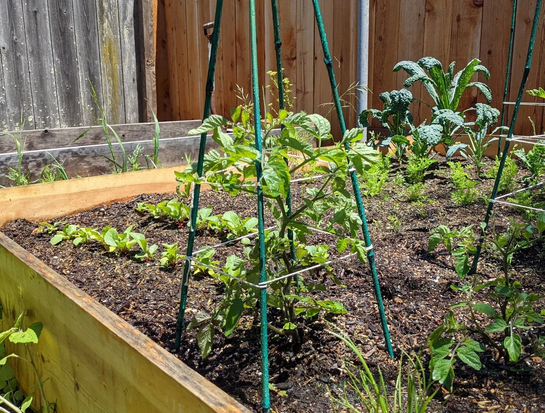 A raised garden bed with various plants, including a bean plant supported by a green trellis, in a backyard yard with a wooden fence and a weathered fence panel.