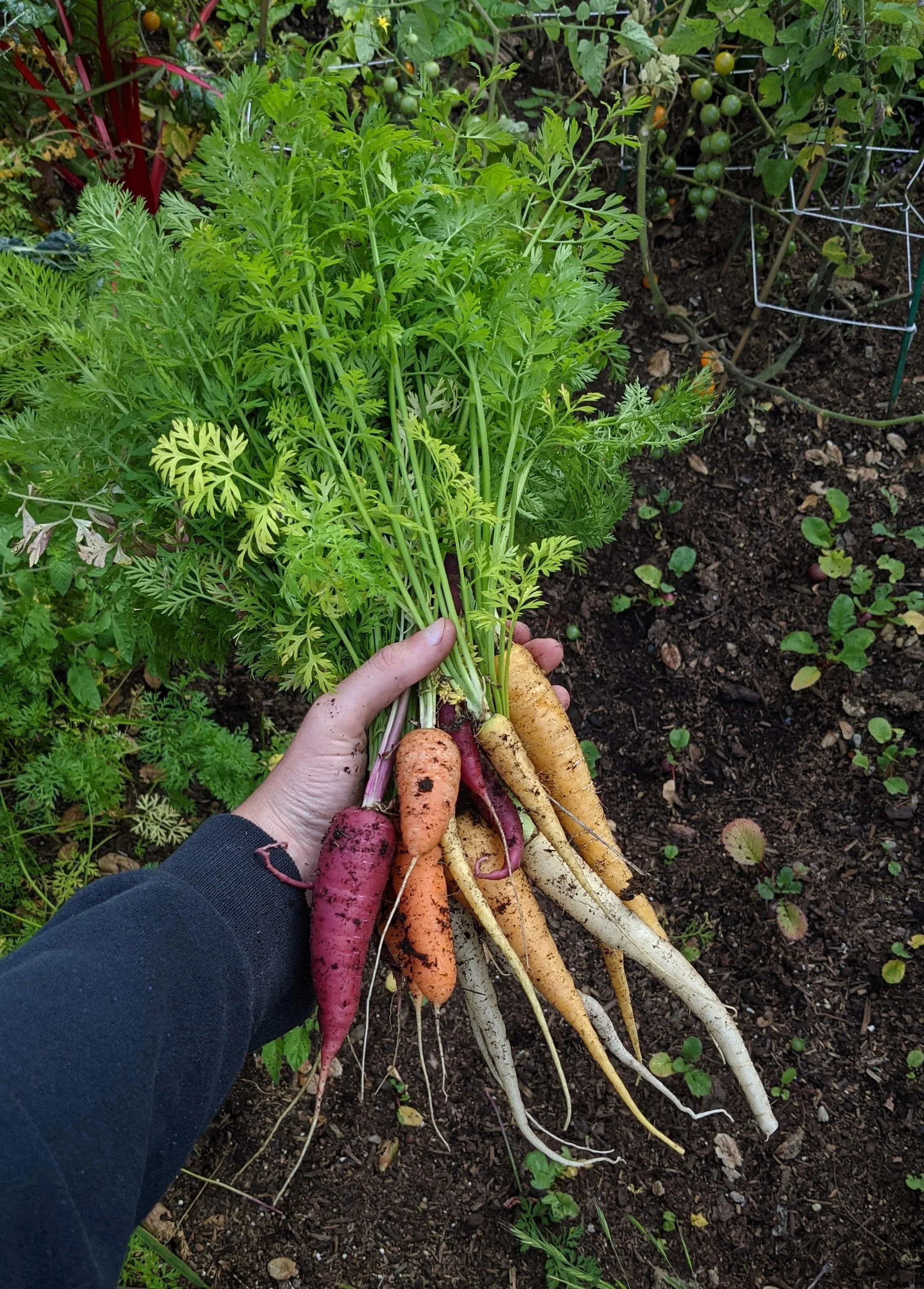 Person holding freshly harvested multicolored carrots with green tops, in a garden with dark soil and various plants.