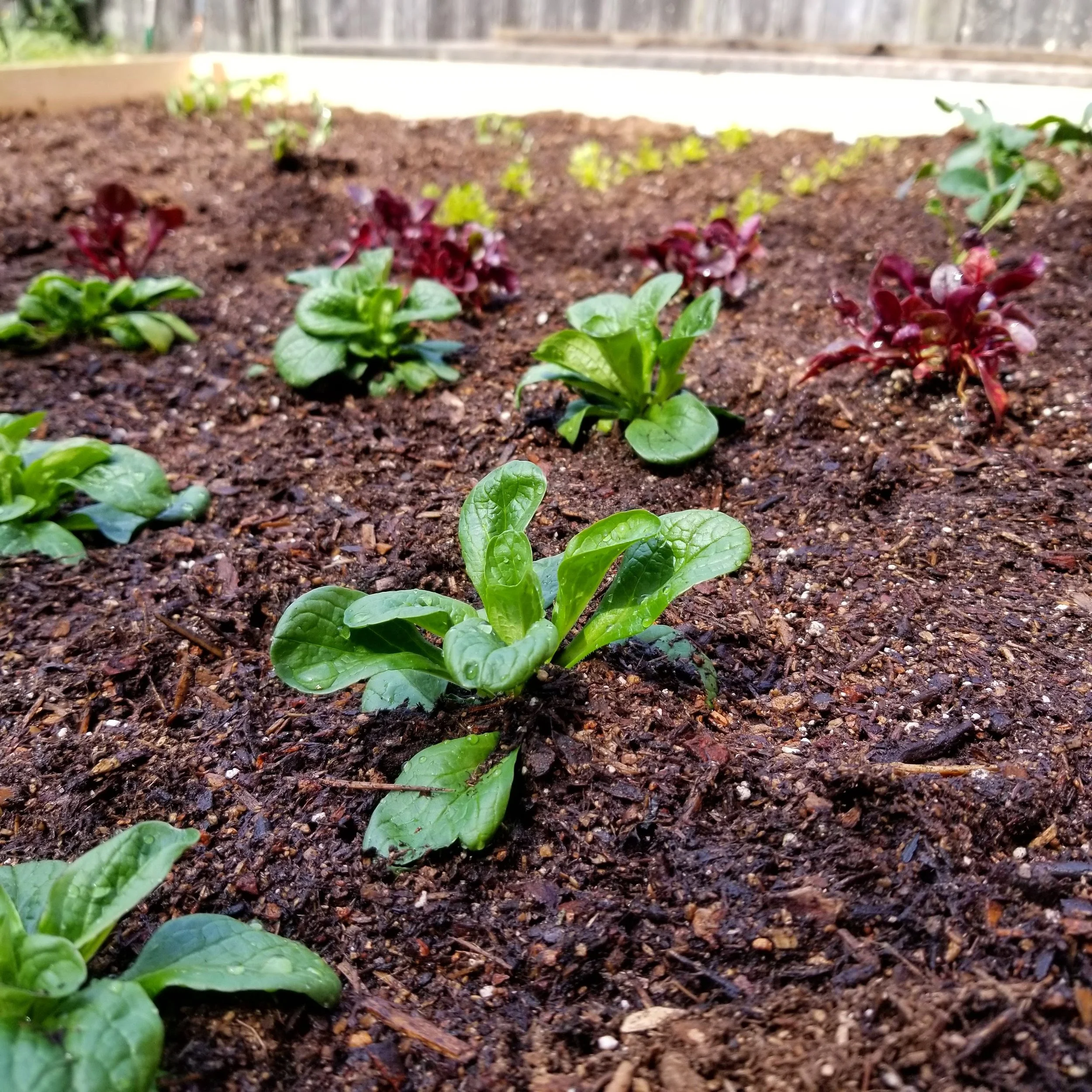 Fresh seedlings of different types of lettuce growing in a garden bed with moist dark soil.