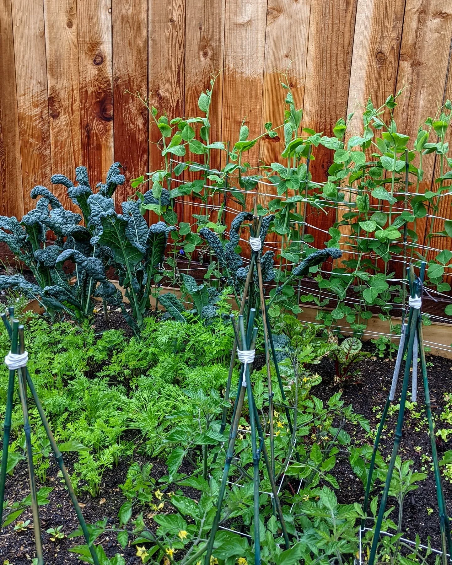 A vegetable garden with kale, carrots, peas, and other plants growing against a wooden fence.