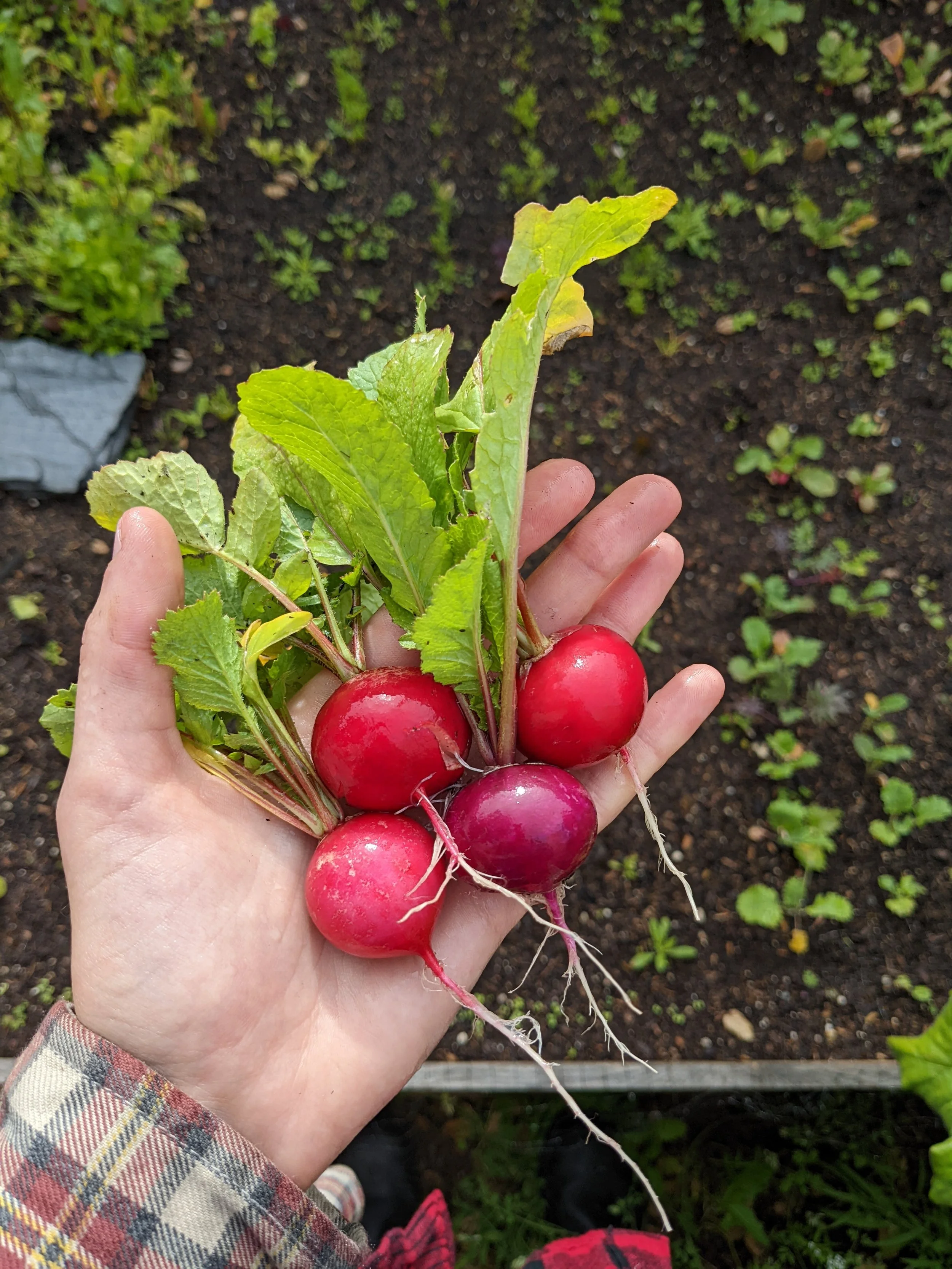 Hand holding freshly harvested radishes with green leaves, in a garden with dark soil and small plants in the background.