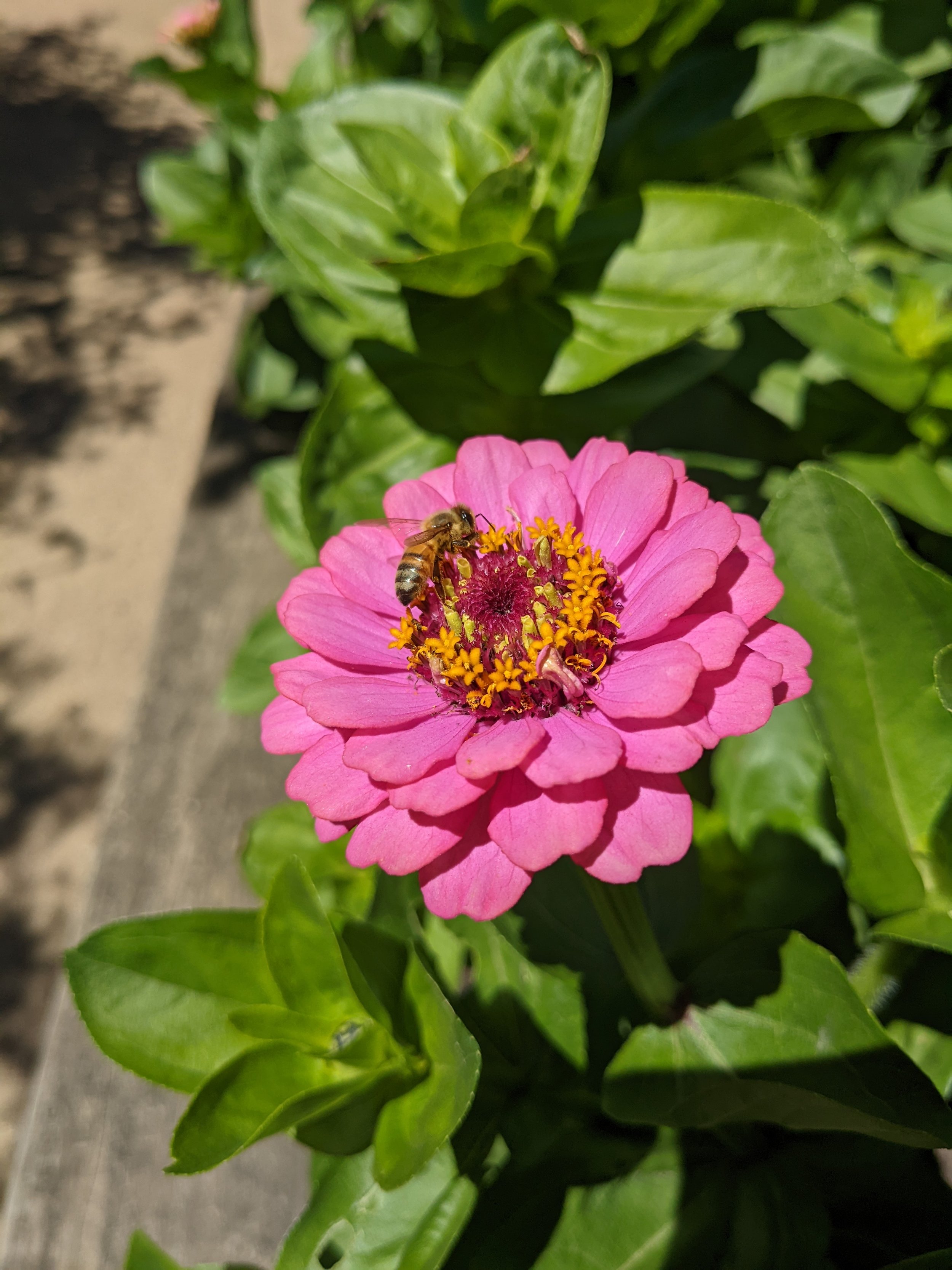Close-up of a pink flower with yellow and red center, a honey bee collecting nectar, surrounded by green leaves.