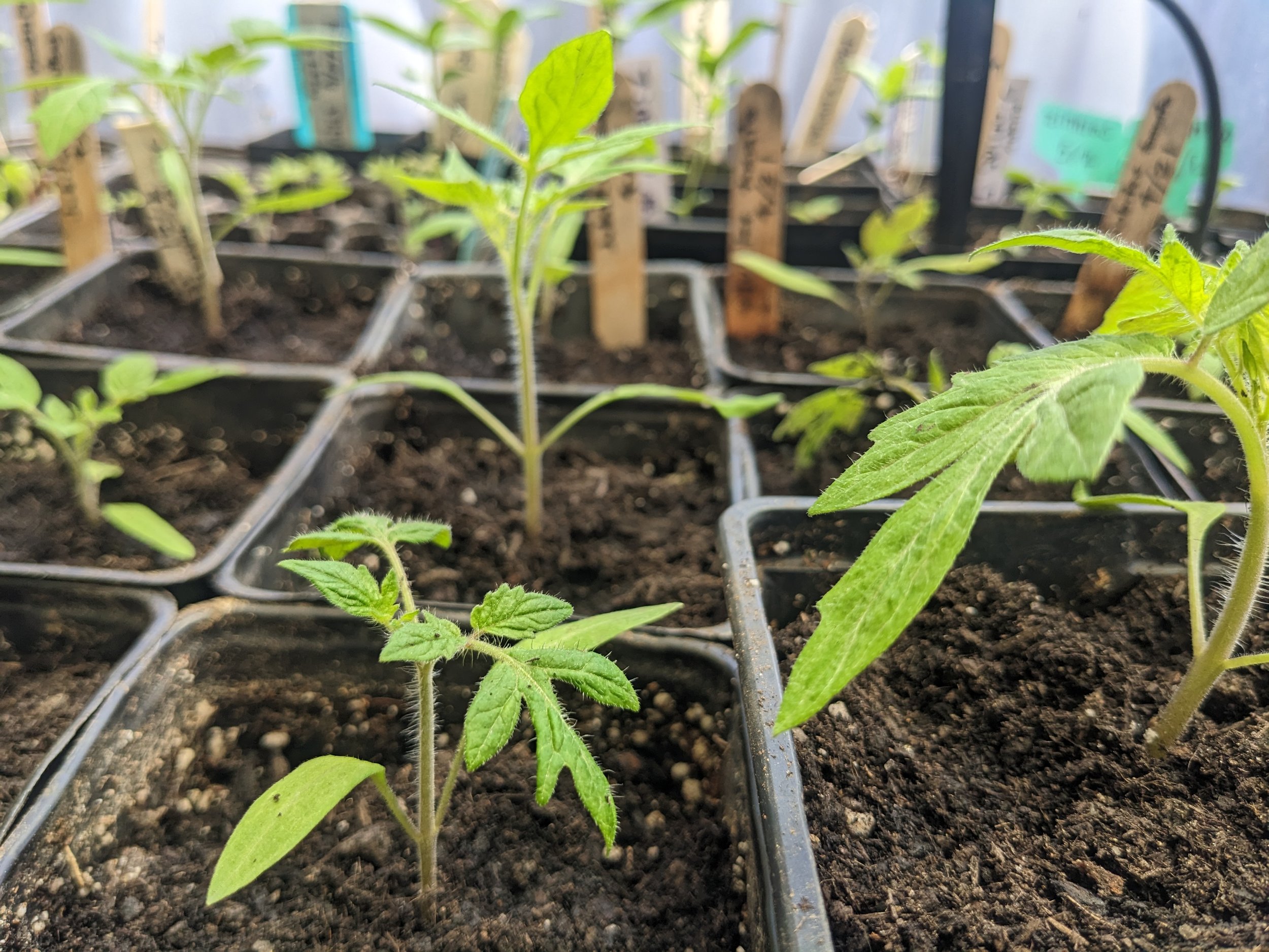 Young tomato seedlings growing in individual black nursery pots filled with soil, with markers in the background inside a greenhouse.