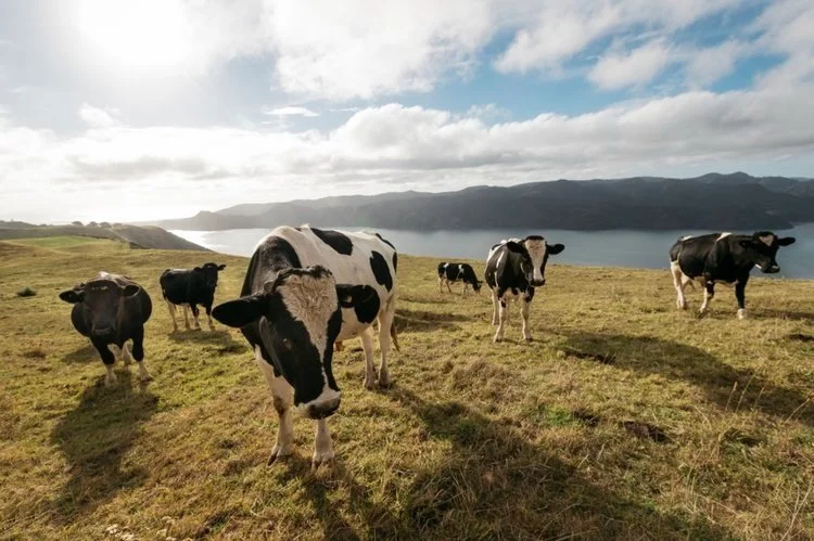 Government cripples methane targets