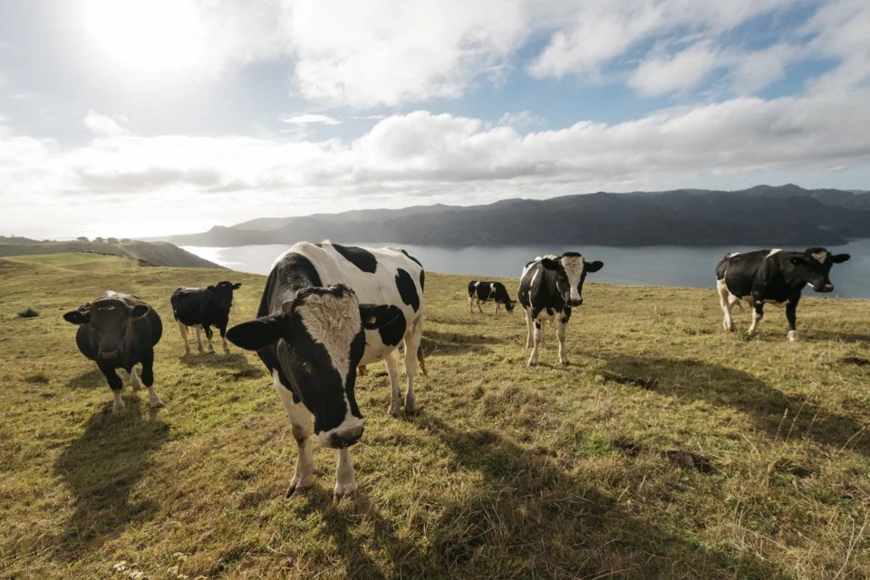 Measuring methane emissions: LCANZI responds to farming groups